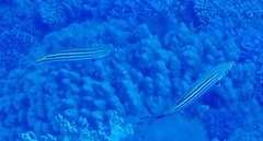 Caesio striata