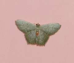 Hemithea marina