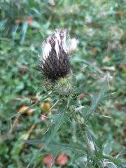 Cirsium vulgare