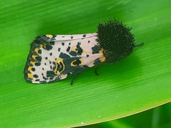 Xanthopastis timais