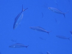 Caesio striata