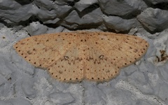 Perixera decretarioides