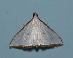 Ramila acciusalis
