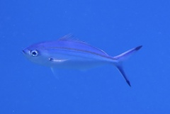 Caesio varilineata