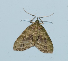 Sauris purpurotincta
