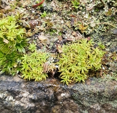Trichostomum brachydontium