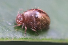Allacma fusca