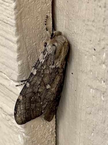 Freckled Glassy-wing photo 5