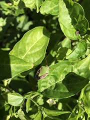 Pentatomidae