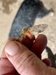 Pseudohemihyalea edwardsii