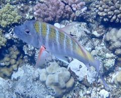 Lethrinus mahsena