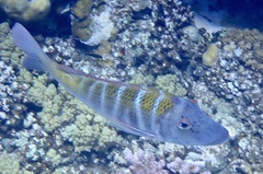 Lethrinus mahsena