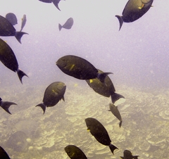 Acanthurus grammoptilus