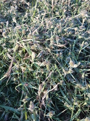 Sporobolus aculeatus