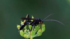 Exetastes suaveolens