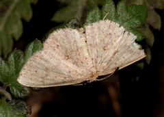 Perixera flavispila