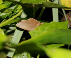 Plesiomorpha flaviceps