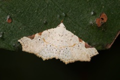 Prolophota trigonifera