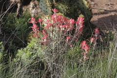 Castilleja lanata