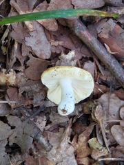 Russula risigallina