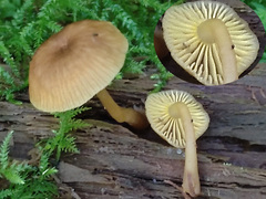 Chrysomphalina chrysophylla