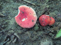 Russula luteotacta
