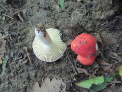 Russula luteotacta