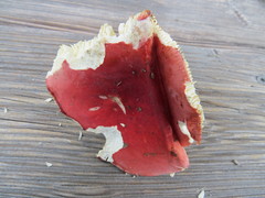 Russula rubra