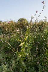 Cirsium monspessulanum