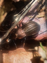 Carabus arvensis