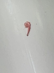Desmia funeralis