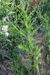 Cirsium monspessulanum