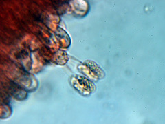 Chrysomphalina chrysophylla