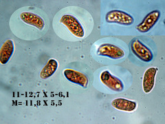 Chrysomphalina chrysophylla