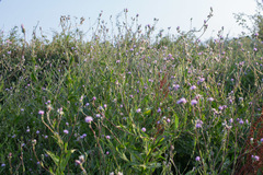 Cirsium monspessulanum
