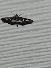 Desmia funeralis