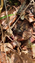 Carabus arvensis