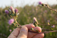 Cirsium monspessulanum