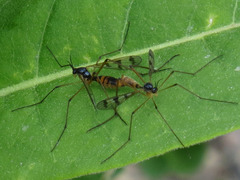 Ptychoptera quadrifasciata