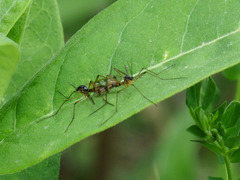 Ptychoptera quadrifasciata