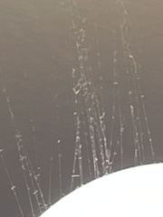 Desmia funeralis