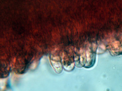 Chrysomphalina chrysophylla