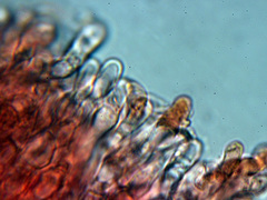 Chrysomphalina chrysophylla