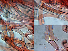 Chrysomphalina chrysophylla