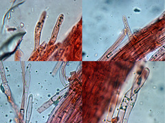 Chrysomphalina chrysophylla