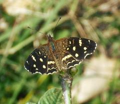 Anthanassa ptolyca amator