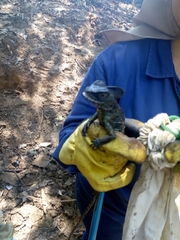 Basiliscus galeritus