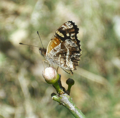 Anthanassa ptolyca amator