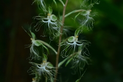 Habenaria polytricha