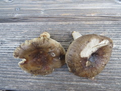 Russula sororia